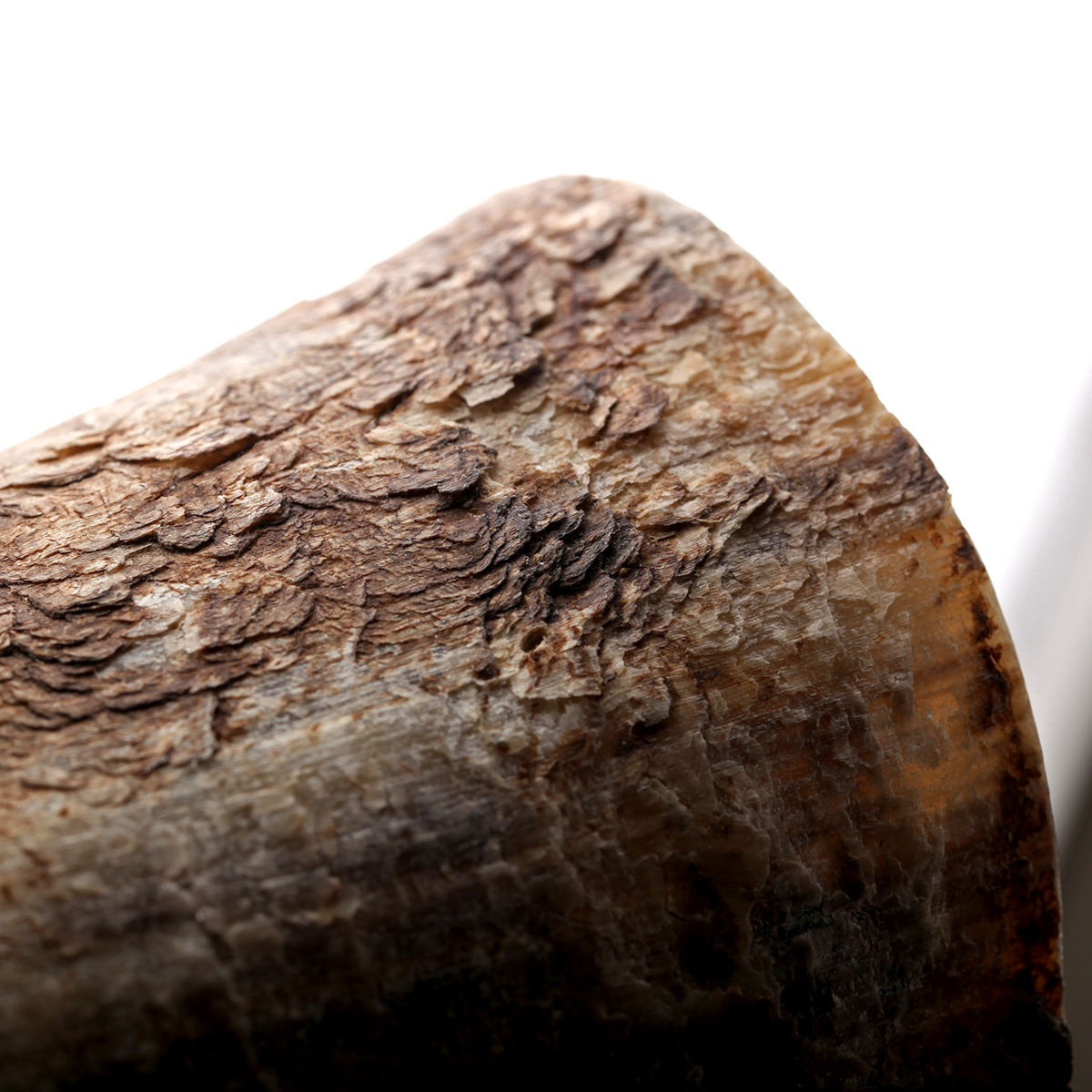 Becher-Horn-Hornbecher-roh-natur-004QfeiJquqvFtFD Hornbecher natur / roh - 0,3 l  - Wikinger Becher aus Rinderhorn - außen unbehandelt