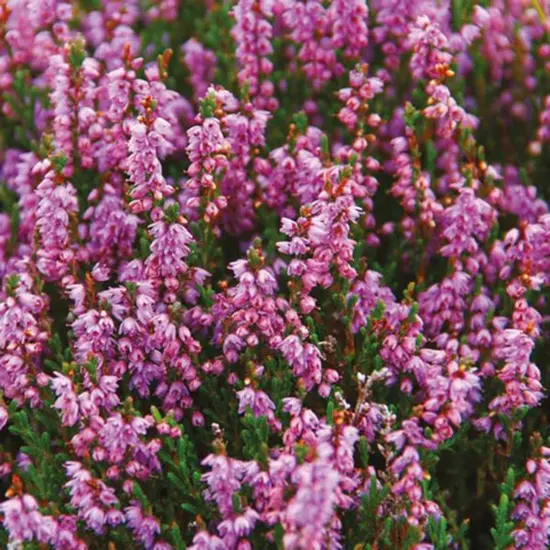 Isle of Skye Candles Duft Diffusor - Heather & Wild Berries - Zarter Frühlingsduft aus Schottland Isle of Skye Candles Duft Diffusor - Heather & Wild Berries - Zarter Frühlingsduft aus Schottland