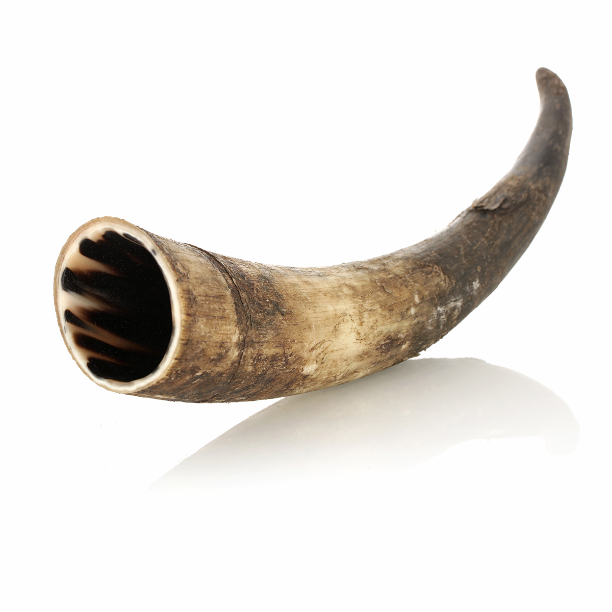 trinkhorn-roh-300ml-003 Trinkhorn aus echtem Horn - aussen naturbelassen